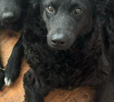 Mary – kroatischer Schäferhund Mischling, Weibchen, , Nordic Strays e.V. – Foto 10