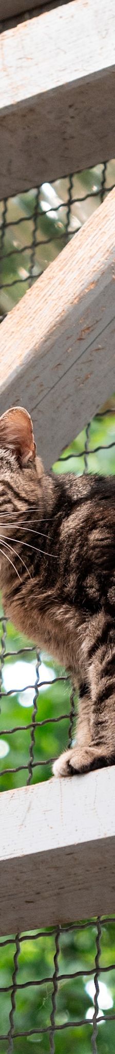 Minou – EKH, Weibchen, 8 Jahre, 97816 Lohr – Foto 1