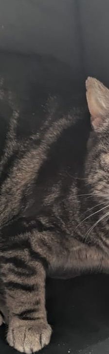 Minou – EKH, Weibchen, 8 Jahre, 97816 Lohr – Foto 2