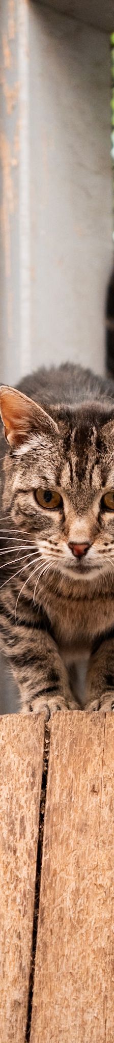 Minou – EKH, Weibchen, 8 Jahre, 97816 Lohr – Foto 3