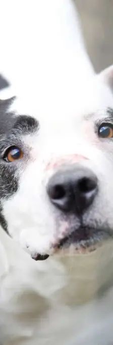 Diva – Staffordshire-Mix, Weibchen, 9 Jahre, 13057 Berlin – Foto 1