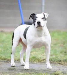 Diva – Staffordshire-Mix, Weibchen, 9 Jahre, 13057 Berlin – Foto 2