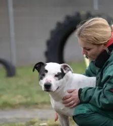 Diva – Staffordshire-Mix, Weibchen, 9 Jahre, 13057 Berlin – Foto 3