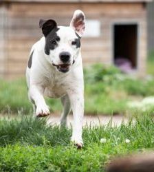 Diva – Staffordshire-Mix, Weibchen, 9 Jahre, 13057 Berlin – Foto 4