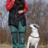 Diva – Staffordshire-Mix, Weibchen, 9 Jahre, 13057 Berlin – Foto 5