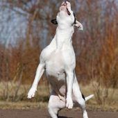 Diva – Staffordshire-Mix, Weibchen, 9 Jahre, 13057 Berlin – Foto 6