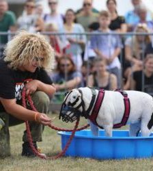 Diva – Staffordshire-Mix, Weibchen, 9 Jahre, 13057 Berlin – Foto 7