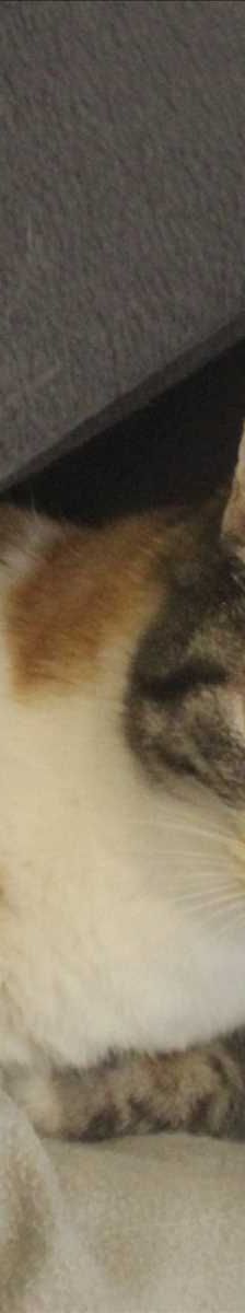 MINA – Europäisch Kurzhaar, Weibchen, 9 Jahre, 81829 München – Foto 1