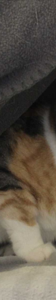 MINA – Europäisch Kurzhaar, Weibchen, 9 Jahre, 81829 München – Foto 2