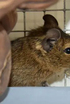Greta, Gerlinde, Gudrun und Gisela – Degu, Weibchen, 2 Monate, 90537 Feucht – Foto 1