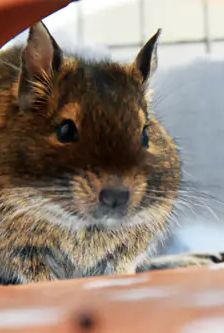 Greta, Gerlinde, Gudrun und Gisela – Degu, Weibchen, 2 Monate, 90537 Feucht – Foto 2
