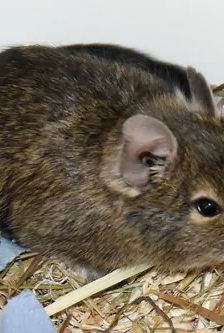 Greta, Gerlinde, Gudrun und Gisela – Degu, Weibchen, 2 Monate, 90537 Feucht – Foto 3