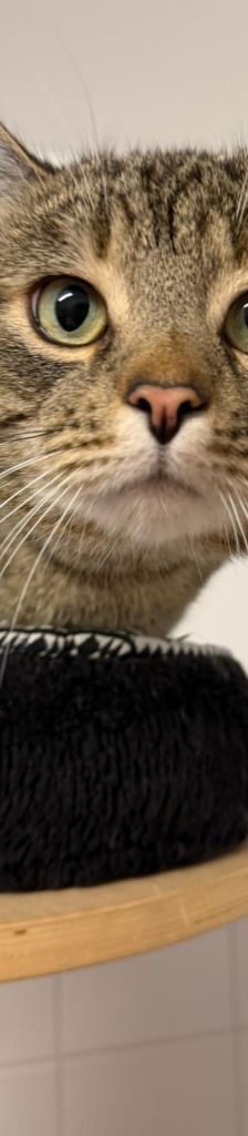 Chato Santana – EHK, Männchen, 1 Jahr 9 Monate, 37520 Osterode – Foto 2
