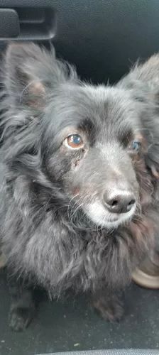 Motte – Spitz-Mix, Unbekannt, Alter unbekannt, 26389 Wilhelmshaven – Foto 1