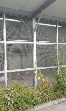 Motte – Spitz-Mix, Unbekannt, Alter unbekannt, 26389 Wilhelmshaven – Foto 3