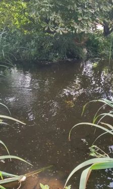 Motte – Spitz-Mix, Unbekannt, Alter unbekannt, 26389 Wilhelmshaven – Foto 4