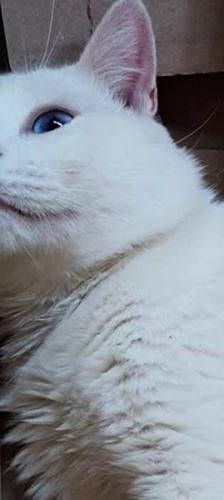 Nieve – Europäisch Kurzhaar, Männchen, 5 Jahre 6 Monate, 65520 Bad Camberg – Foto 1