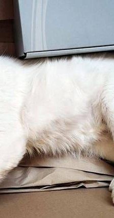 Nieve – Europäisch Kurzhaar, Männchen, 5 Jahre 6 Monate, 65520 Bad Camberg – Foto 2