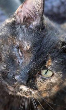 Gioconda – Europäisch Kurzhaar, Weibchen, 7 Jahre, 65520 Bad Camberg – Foto 1
