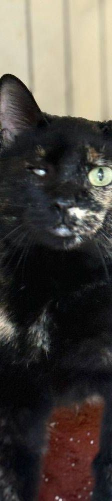 Gioconda – Europäisch Kurzhaar, Weibchen, 7 Jahre, 65520 Bad Camberg – Foto 2