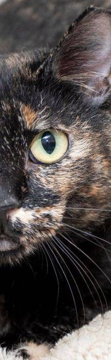 Gioconda – Europäisch Kurzhaar, Weibchen, 7 Jahre, 65520 Bad Camberg – Foto 11