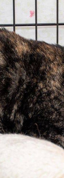 Gioconda – Europäisch Kurzhaar, Weibchen, 7 Jahre, 65520 Bad Camberg – Foto 12