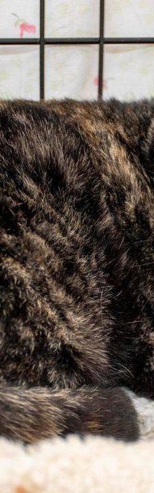 Gioconda – Europäisch Kurzhaar, Weibchen, 7 Jahre, 65520 Bad Camberg – Foto 13