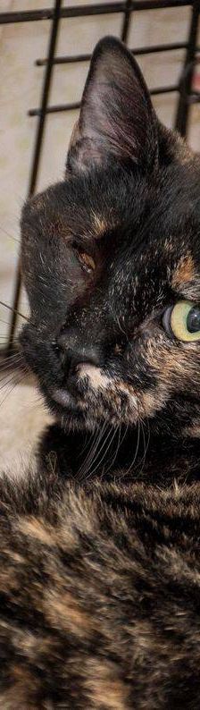 Gioconda – Europäisch Kurzhaar, Weibchen, 7 Jahre, 65520 Bad Camberg – Foto 16