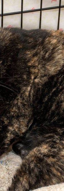 Gioconda – Europäisch Kurzhaar, Weibchen, 7 Jahre, 65520 Bad Camberg – Foto 17