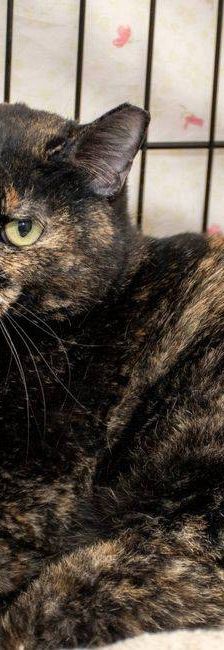 Gioconda – Europäisch Kurzhaar, Weibchen, 7 Jahre, 65520 Bad Camberg – Foto 18