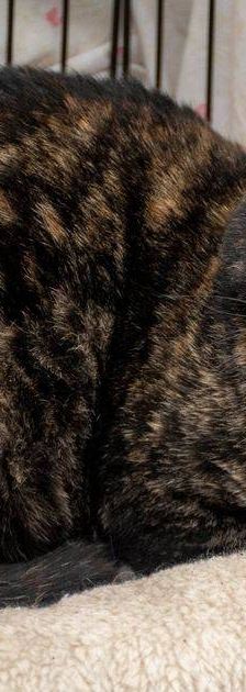 Gioconda – Europäisch Kurzhaar, Weibchen, 7 Jahre, 65520 Bad Camberg – Foto 19