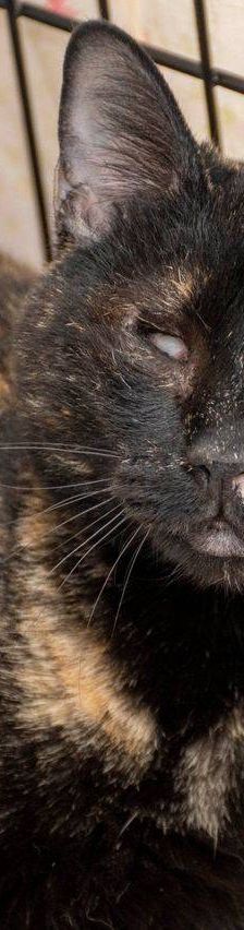 Gioconda – Europäisch Kurzhaar, Weibchen, 7 Jahre, 65520 Bad Camberg – Foto 20