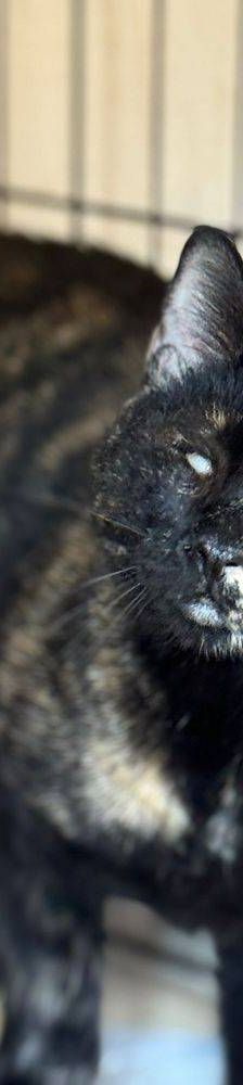 Gioconda – Europäisch Kurzhaar, Weibchen, 7 Jahre, 65520 Bad Camberg – Foto 3