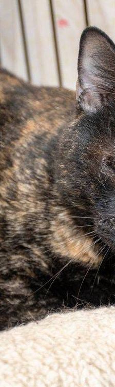 Gioconda – Europäisch Kurzhaar, Weibchen, 7 Jahre, 65520 Bad Camberg – Foto 21