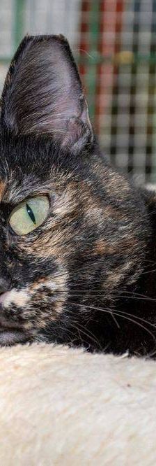 Gioconda – Europäisch Kurzhaar, Weibchen, 7 Jahre, 65520 Bad Camberg – Foto 23