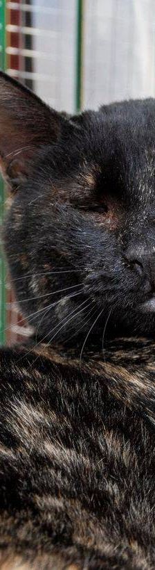 Gioconda – Europäisch Kurzhaar, Weibchen, 7 Jahre, 65520 Bad Camberg – Foto 24