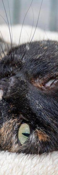 Gioconda – Europäisch Kurzhaar, Weibchen, 7 Jahre, 65520 Bad Camberg – Foto 25