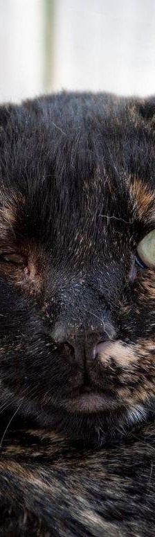 Gioconda – Europäisch Kurzhaar, Weibchen, 7 Jahre, 65520 Bad Camberg – Foto 27