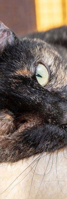 Gioconda – Europäisch Kurzhaar, Weibchen, 7 Jahre, 65520 Bad Camberg – Foto 28