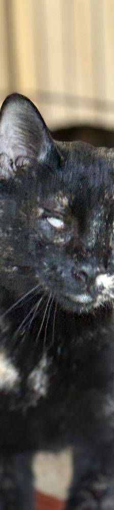 Gioconda – Europäisch Kurzhaar, Weibchen, 7 Jahre, 65520 Bad Camberg – Foto 4