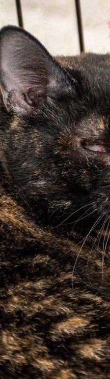Gioconda – Europäisch Kurzhaar, Weibchen, 7 Jahre, 65520 Bad Camberg – Foto 33
