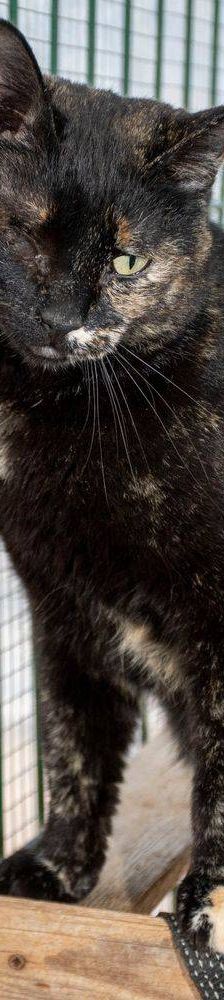 Gioconda – Europäisch Kurzhaar, Weibchen, 7 Jahre, 65520 Bad Camberg – Foto 38