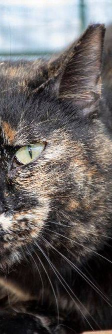 Gioconda – Europäisch Kurzhaar, Weibchen, 7 Jahre, 65520 Bad Camberg – Foto 39