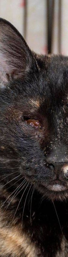 Gioconda – Europäisch Kurzhaar, Weibchen, 7 Jahre, 65520 Bad Camberg – Foto 40