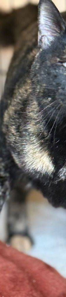 Gioconda – Europäisch Kurzhaar, Weibchen, 7 Jahre, 65520 Bad Camberg – Foto 5