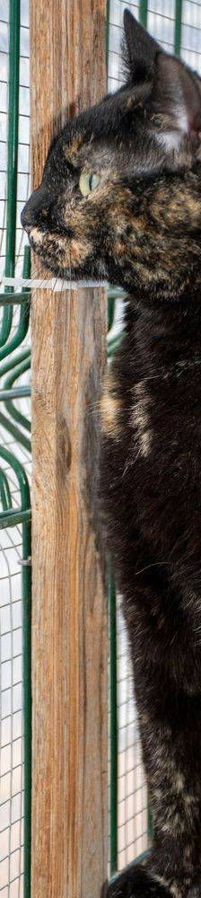 Gioconda – Europäisch Kurzhaar, Weibchen, 7 Jahre, 65520 Bad Camberg – Foto 41