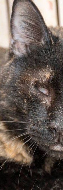 Gioconda – Europäisch Kurzhaar, Weibchen, 7 Jahre, 65520 Bad Camberg – Foto 42