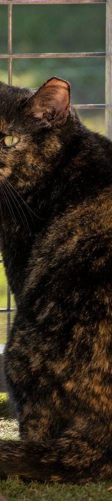 Gioconda – Europäisch Kurzhaar, Weibchen, 7 Jahre, 65520 Bad Camberg – Foto 43