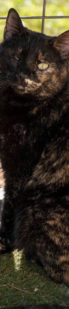 Gioconda – Europäisch Kurzhaar, Weibchen, 7 Jahre, 65520 Bad Camberg – Foto 44