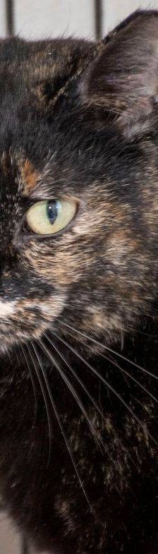 Gioconda – Europäisch Kurzhaar, Weibchen, 7 Jahre, 65520 Bad Camberg – Foto 46
